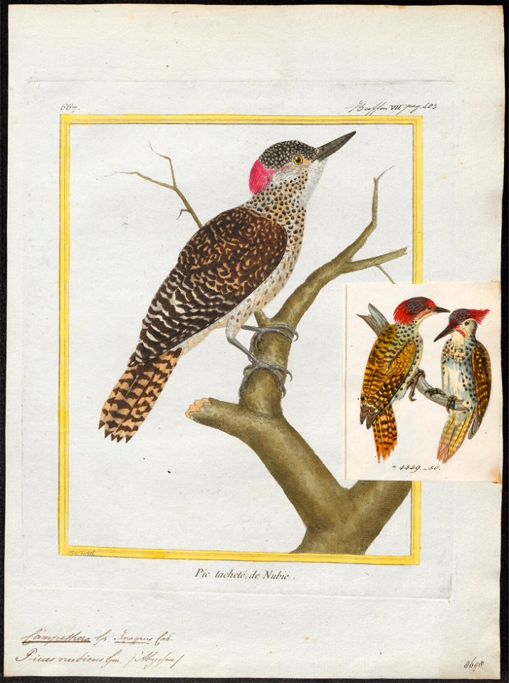 Campethera nubica - 1700-1880 - Print - Iconographia Zoologica - Special Collections University of Amsterdam - UBA01 IZ18700287