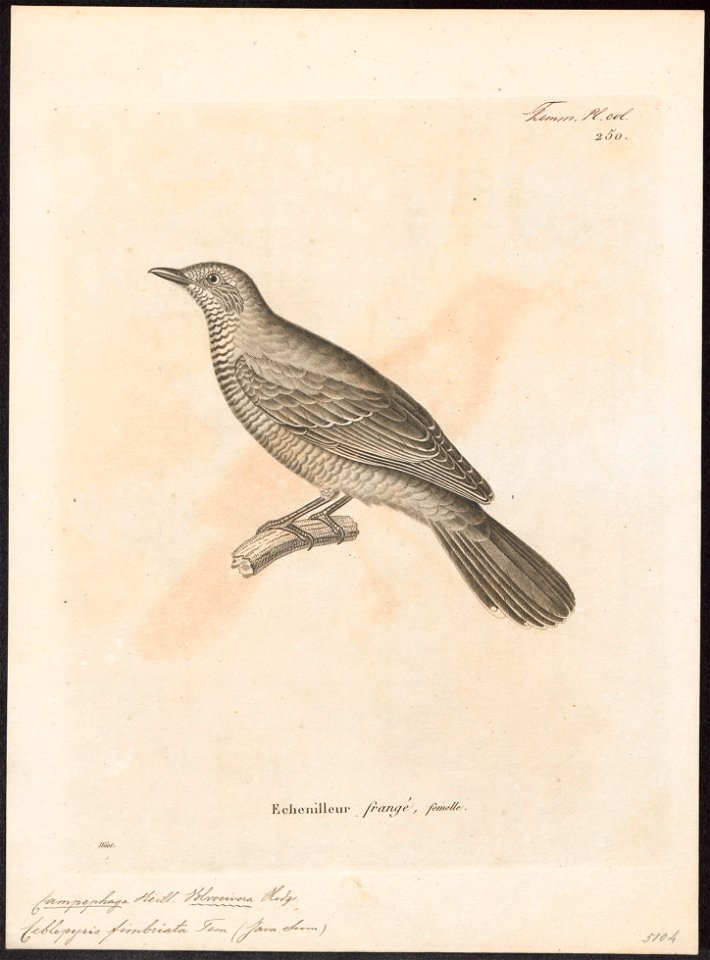 Campephaga fimbriata - 1700-1880 - Print - Iconographia Zoologica - Special Collections University of Amsterdam - UBA01 IZ16500413