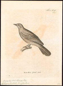 Campephaga fimbriata - 1700-1880 - Print - Iconographia Zoologica - Special Collections University of Amsterdam - UBA01 IZ16500413