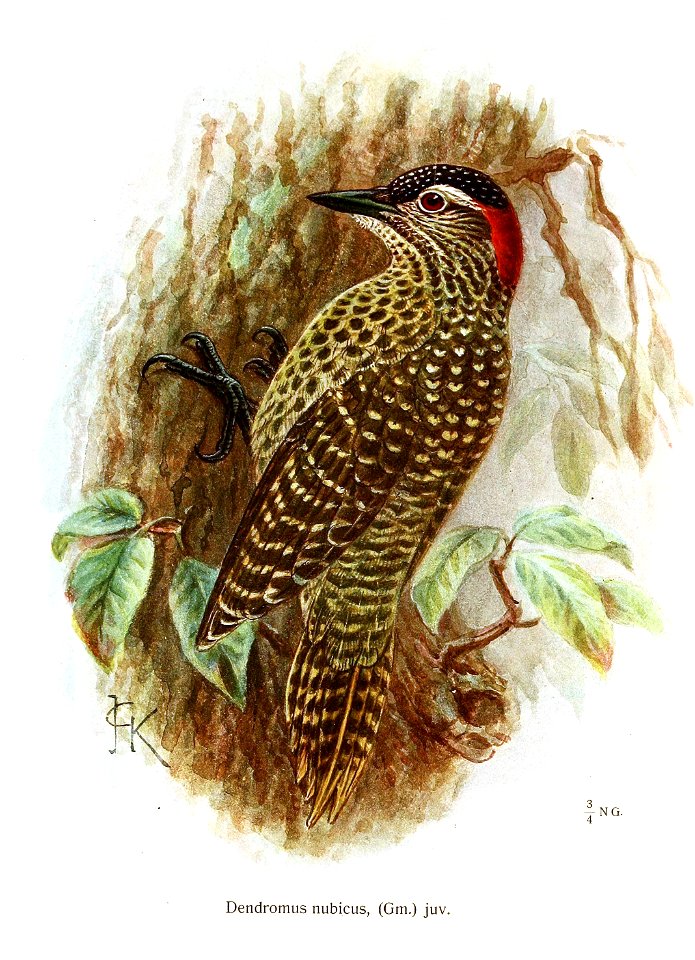 Campethera nubicus
