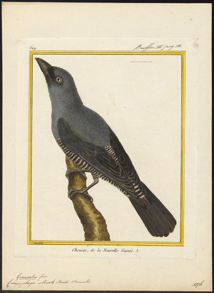 Campephaga striata - 1700-1880 - Print - Iconographia Zoologica - Special Collections University of Amsterdam - UBA01 IZ16500377