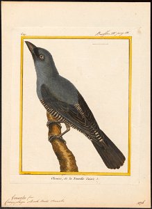Campephaga striata - 1700-1880 - Print - Iconographia Zoologica - Special Collections University of Amsterdam - UBA01 IZ16500377