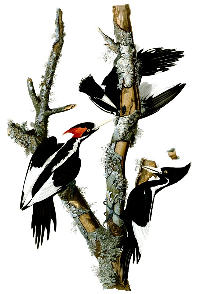 Campephilus principalisAWP066AA2