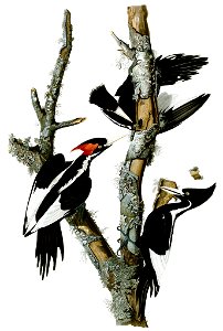 Campephilus principalisAWP066AA2