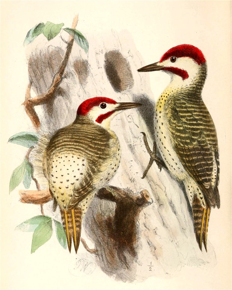 Campethera bennettii capricorni 1869