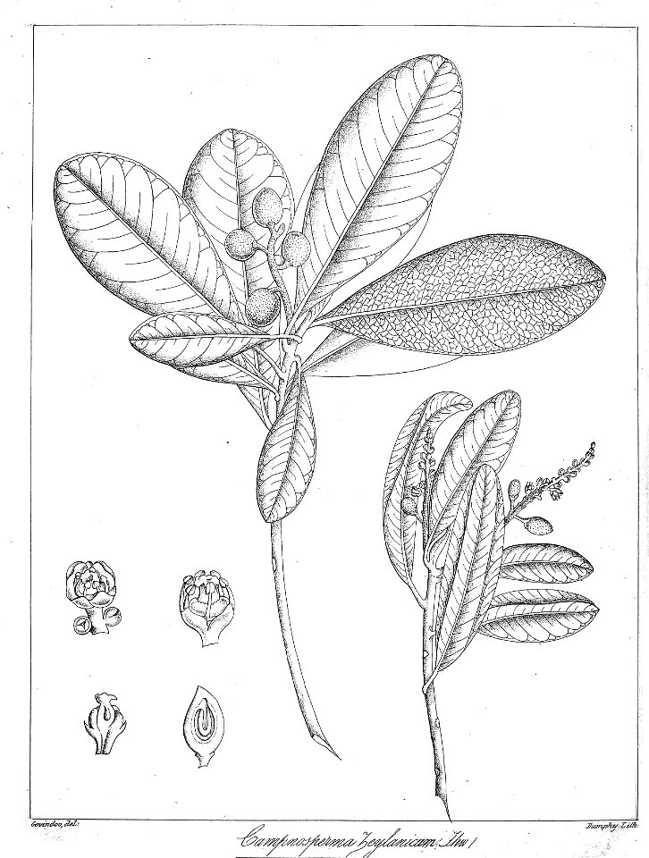 Campnosperma zeylanicum Govindoo