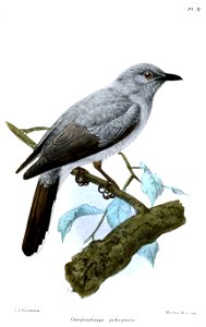 CampophagaPoliopteraKeulemans