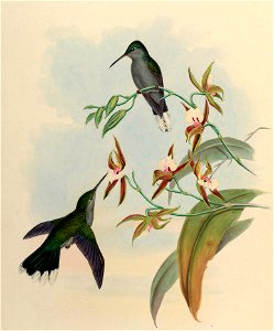 Campylopterus latipennis - Gould