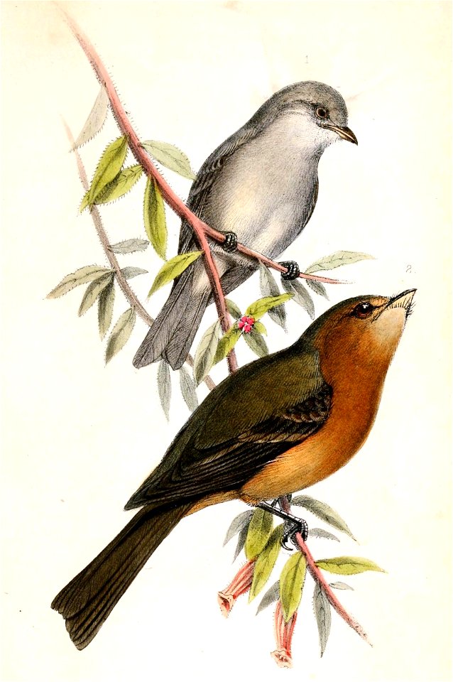 Camptostoma imberbe & Mitrephanes phaeocercus 1859
