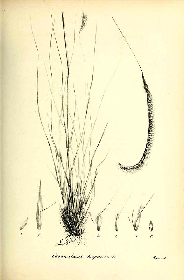 Campulosus chapadensis - Species graminum - Volume 3