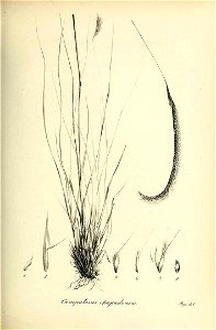 Campulosus chapadensis - Species graminum - Volume 3