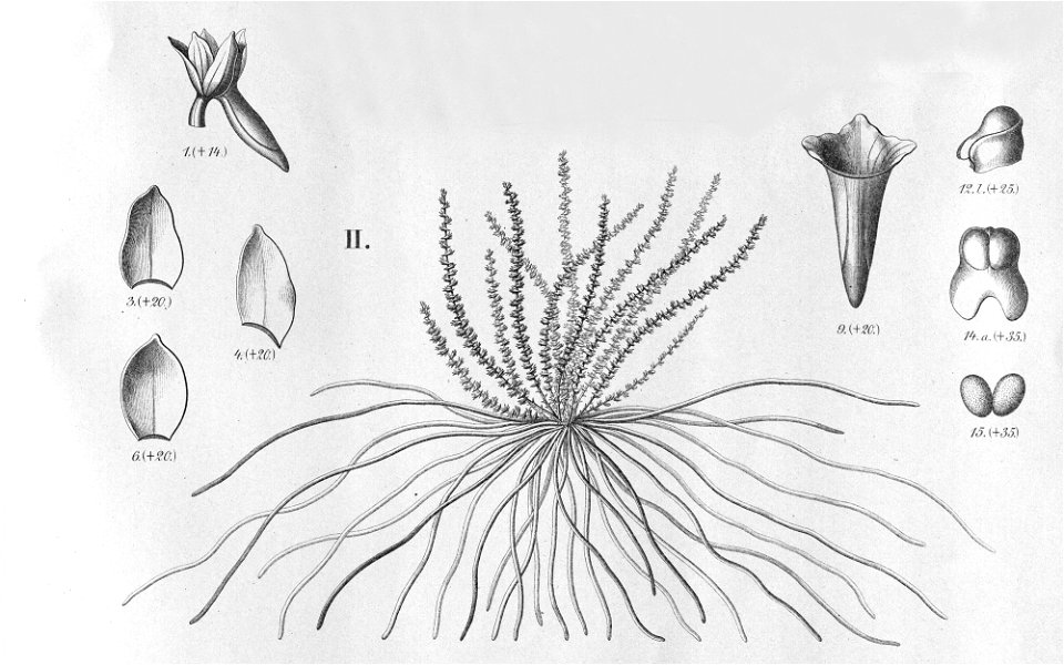 Campylocentrum fasciola . . . . . . . . . . . . Flora Brasiliensis 3-6-106 - vropped II