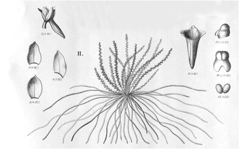 Campylocentrum fasciola . . . . . . . . . . . . Flora Brasiliensis 3-6-106 - vropped II