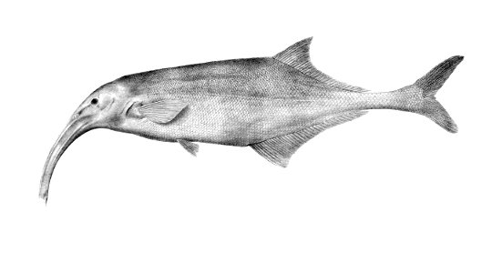 Campylomormyrus curvirostris (Boulenger, 1898)