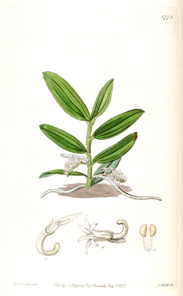 Campylocentrum micranthum (as syn. ''Angraecum micranthum'') - Edwards vol 21 pl 1772 (1836)