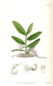 Campylocentrum micranthum (as syn. ''Angraecum micranthum'') - Edwards vol 21 pl 1772 (1836)