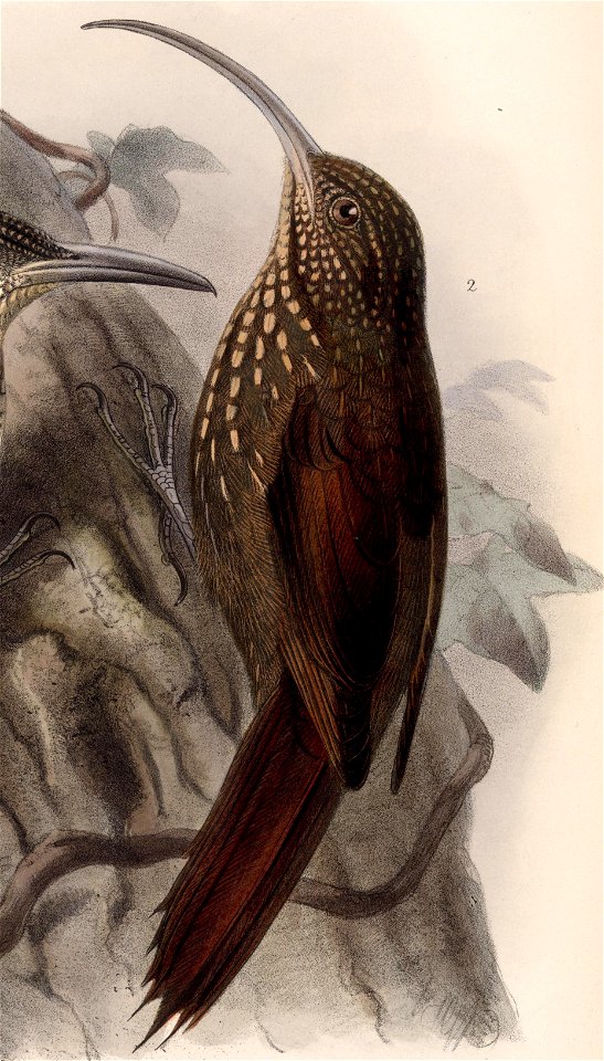 Campylorhamphus pusillus 1902