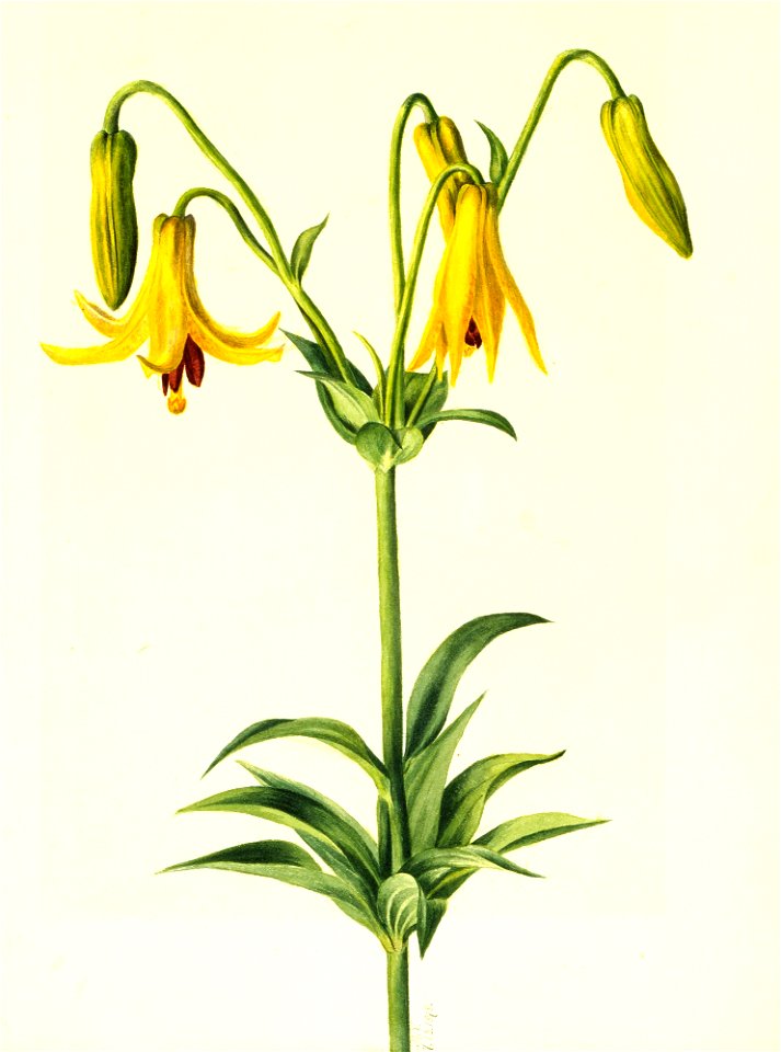 Canada Lily SAAM-1970.355.486 1
