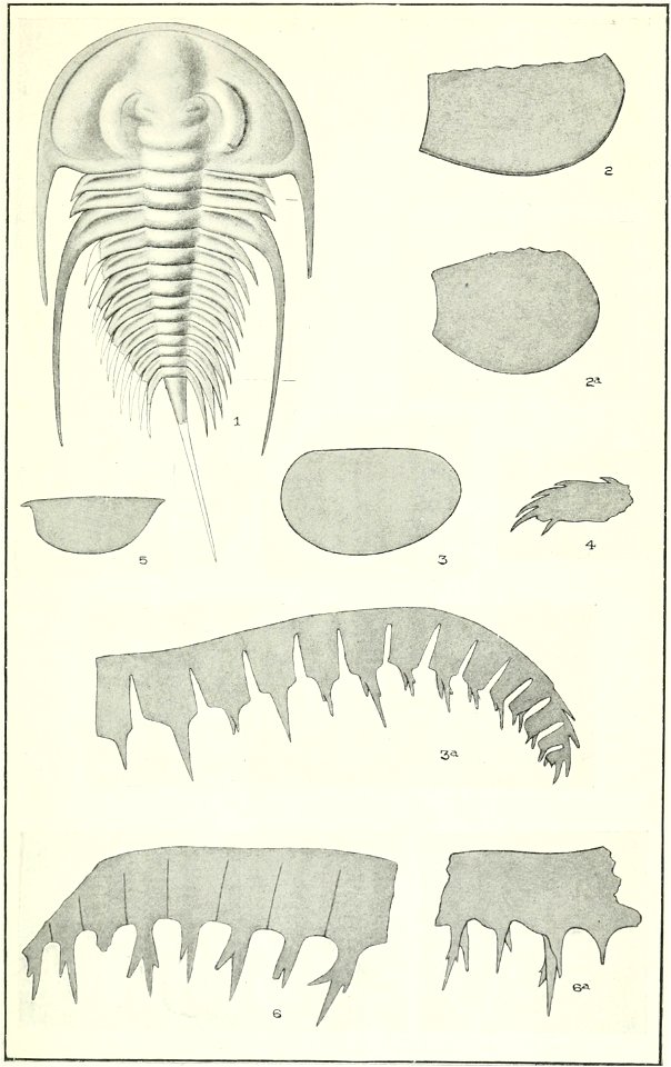 Canadian Alpine Journal I, 2, 028
