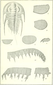 Canadian Alpine Journal I, 2, 028