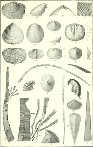 Canadian Alpine Journal I, 2, 027