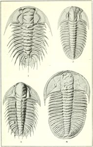 Canadian Alpine Journal I, 2, 030
