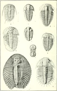 Canadian Alpine Journal I, 2, 029