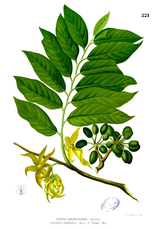 Cananga odorata Blanco1.221