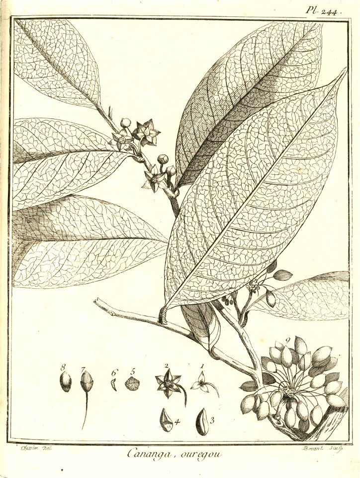 Cananga ouregou Aublet 1775 pl 244
