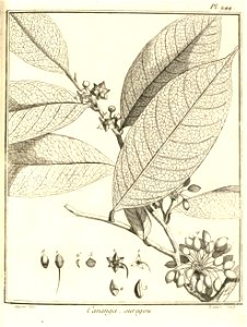 Cananga ouregou Aublet 1775 pl 244