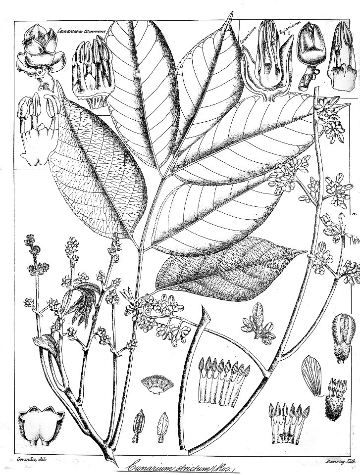 Canarium strictum Govindoo