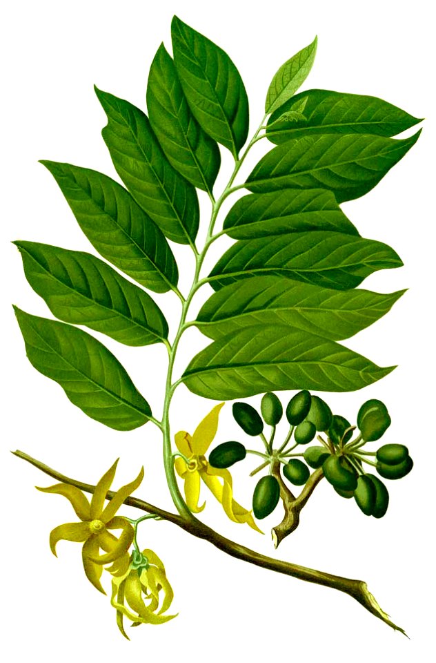 Cananga odorata Blanco1.221-cropped