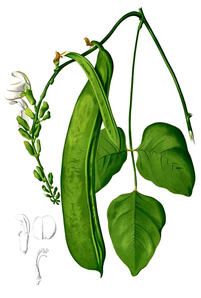 Canavalia gladiata Blanco2.449-cropped