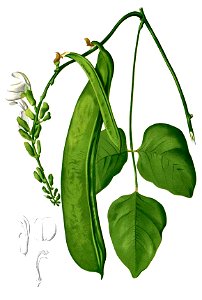 Canavalia gladiata Blanco2.449-cropped