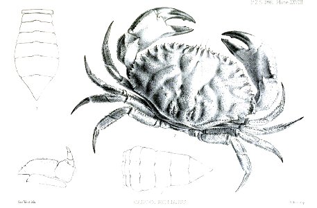 CancerBellianusWest
