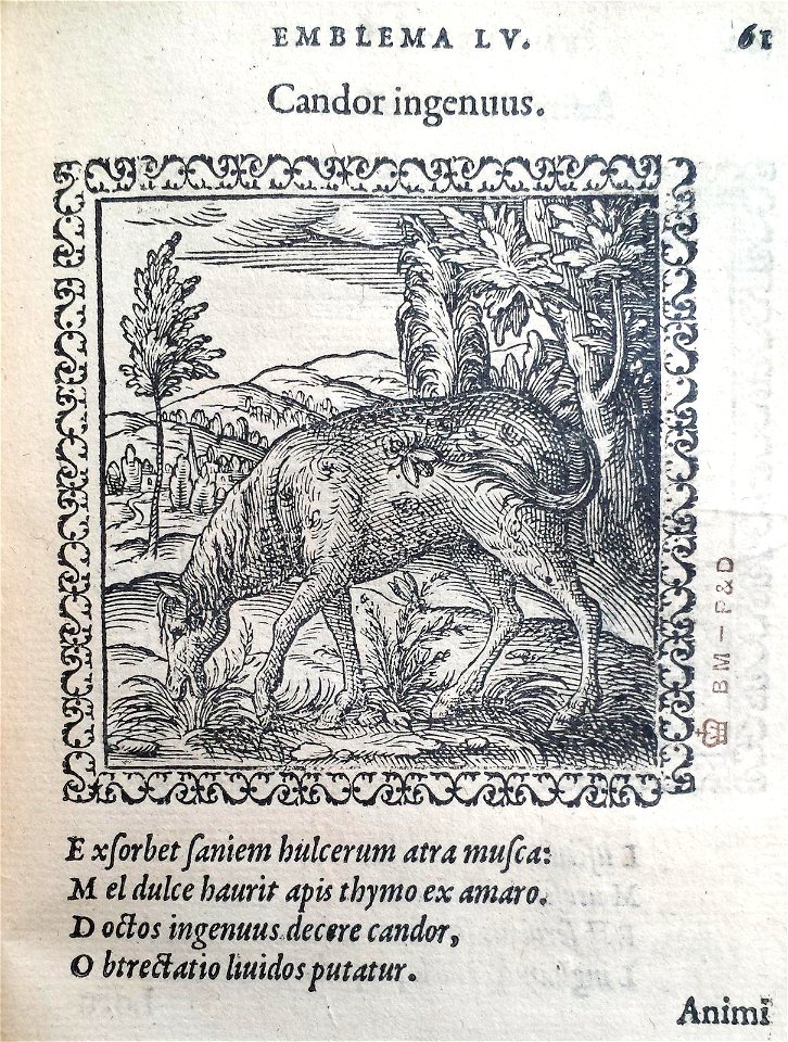 Candor ingenuus (BM 1972,U.11.55)
