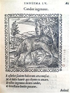 Candor ingenuus (BM 1972,U.11.55)
