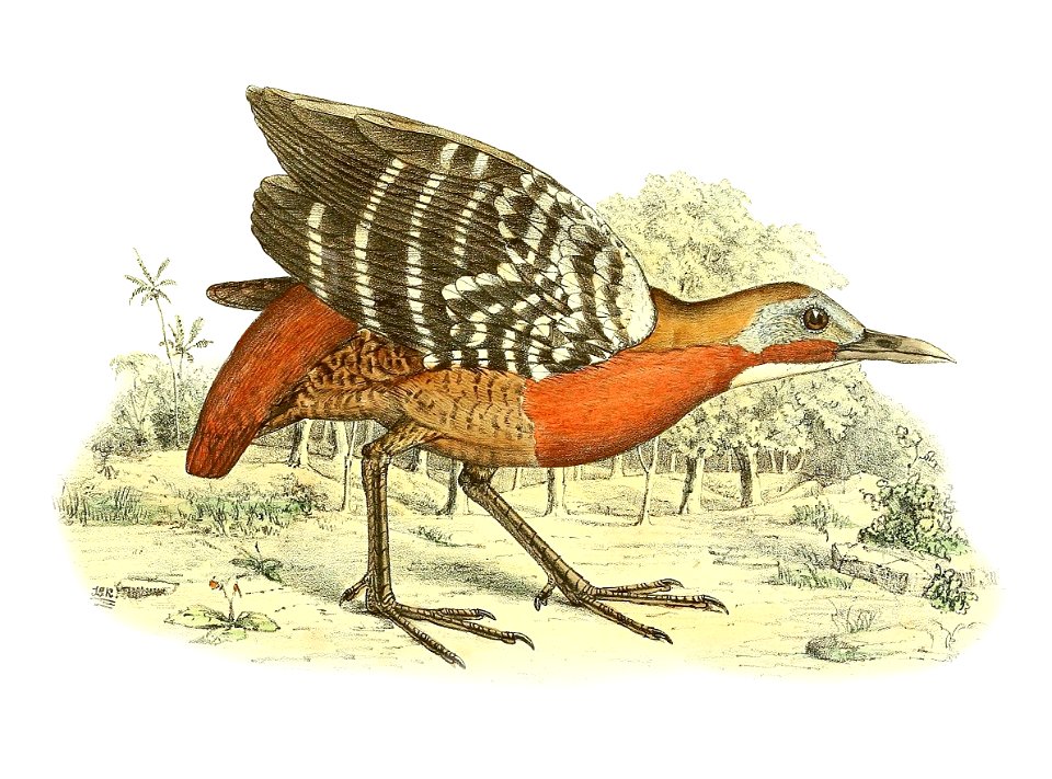 Canirallus kioloides 1868