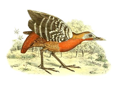 Canirallus kioloides 1868