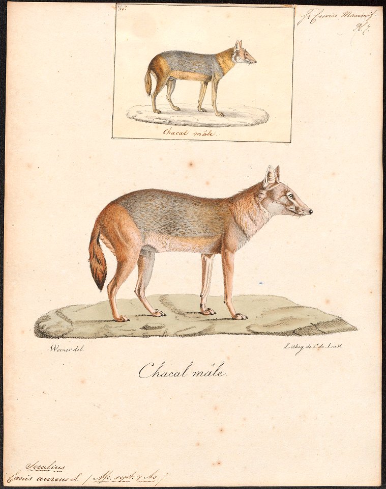 Canis aureus - 1818-1842 - Print - Iconographia Zoologica - Special Collections University of Amsterdam - UBA01 IZ22200047