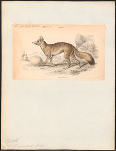 Canis caama - 1833-1866 - Print - Iconographia Zoologica - Special Collections University of Amsterdam - UBA01 IZ22200415