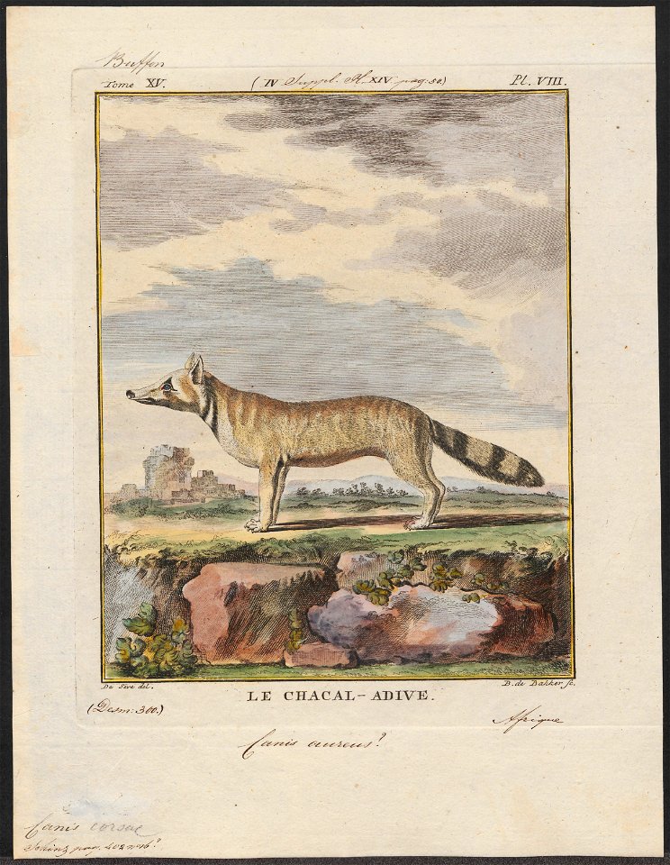 Canis corsac - 1700-1880 - Print - Iconographia Zoologica - Special Collections University of Amsterdam - UBA01 IZ22200281