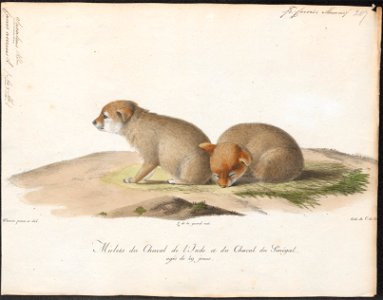Canis aureus - 1818-1842 - Print - Iconographia Zoologica - Special Collections University of Amsterdam - UBA01 IZ22200029