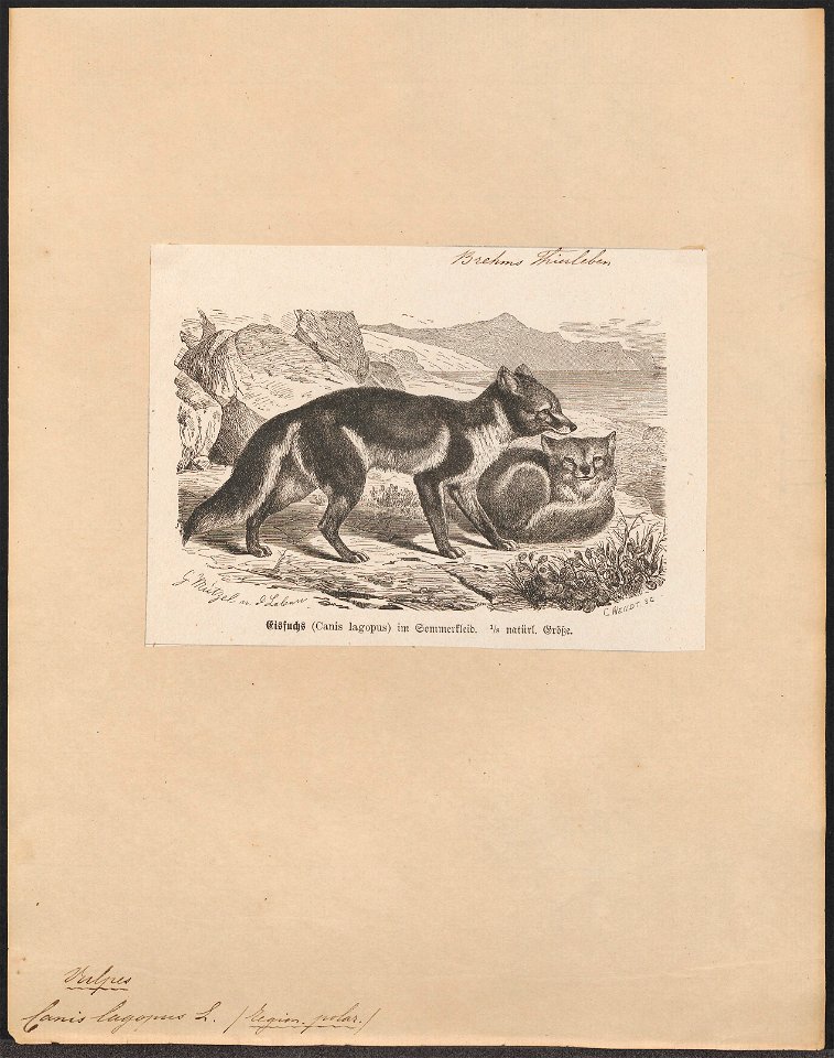 Canis lagopus - 1700-1880 - Print - Iconographia Zoologica - Special Collections University of Amsterdam - UBA01 IZ22200285
