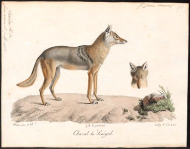 Canis anthus - 1818-1842 - Print - Iconographia Zoologica - Special Collections University of Amsterdam - UBA01 IZ22200023
