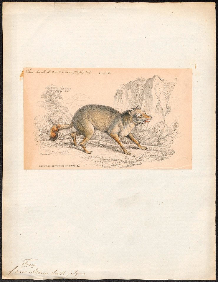 Canis acmon - 1833-1866 - Print - Iconographia Zoologica - Special Collections University of Amsterdam - UBA01 IZ22200123