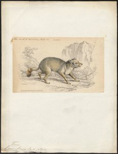 Canis acmon - 1833-1866 - Print - Iconographia Zoologica - Special Collections University of Amsterdam - UBA01 IZ22200123