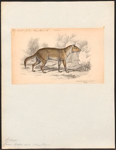 Canis azarae - 1833-1866 - Print - Iconographia Zoologica - Special Collections University of Amsterdam - UBA01 IZ22200321