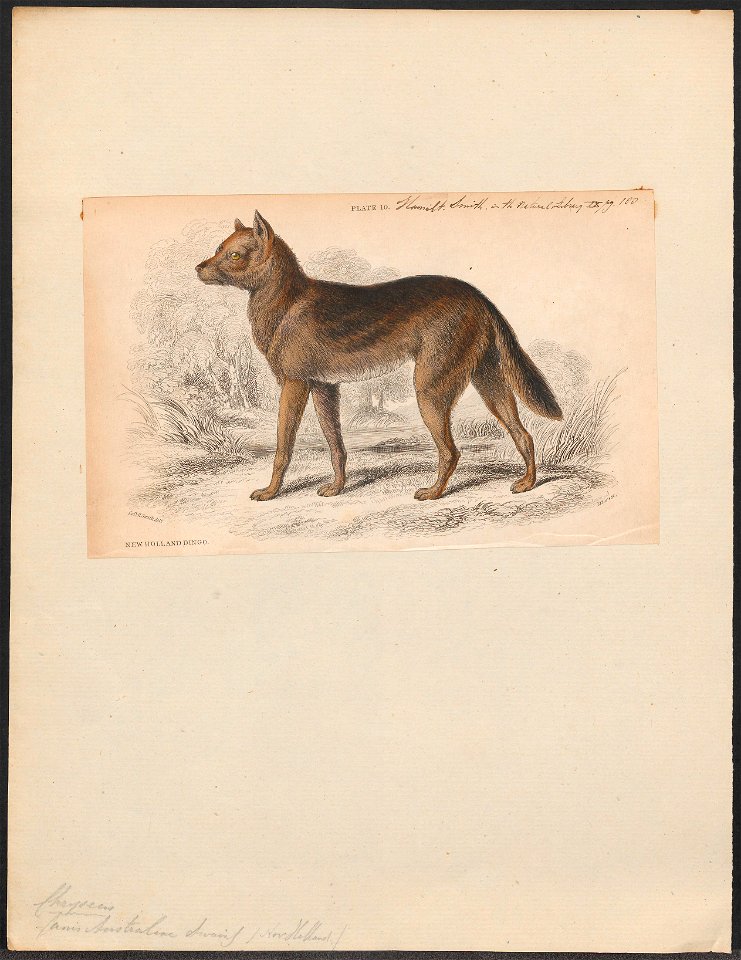 Canis australiae - 1833-1866 - Print - Iconographia Zoologica - Special Collections University of Amsterdam - UBA01 IZ22200401
