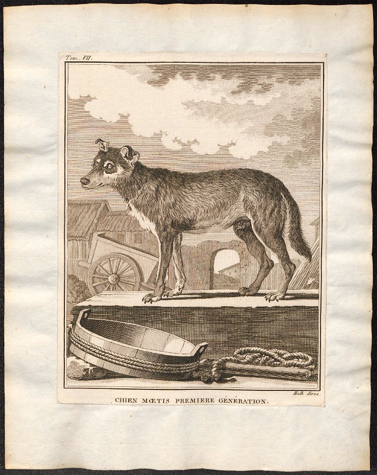 Canis lupus familiaris - 1700-1880 - Print - Iconographia Zoologica - Special Collections University of Amsterdam - UBA01 IZ22200001